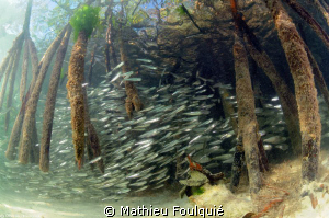 Mangrove (Los Roques National Parc) by Mathieu Foulquié 